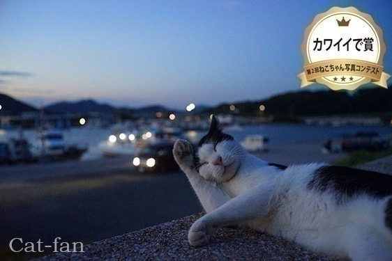 第2回受賞者カワイイで賞