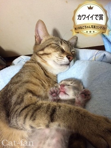 第2回受賞者カワイイで賞