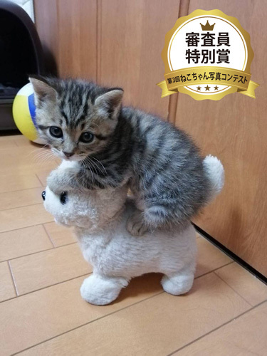 写真コンテスト特別賞