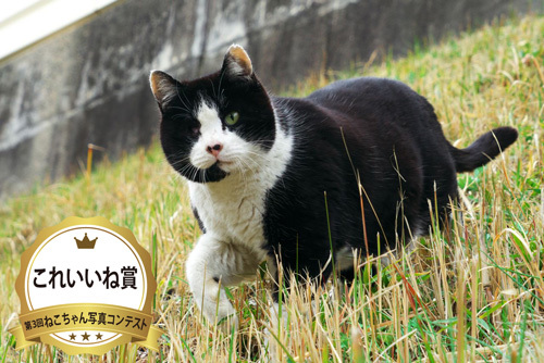 写真コンテストこれいいね賞