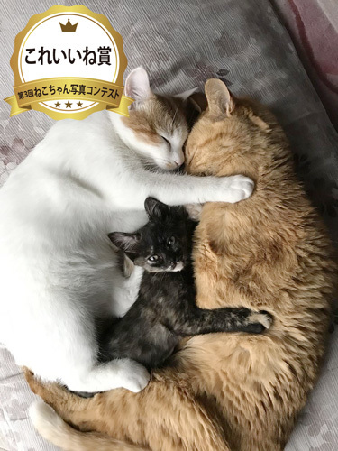 写真コンテストこれいいね賞