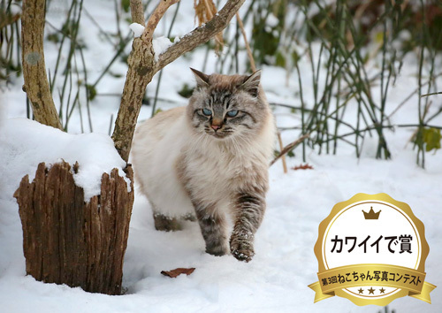 カワイイで賞写真コンテスト