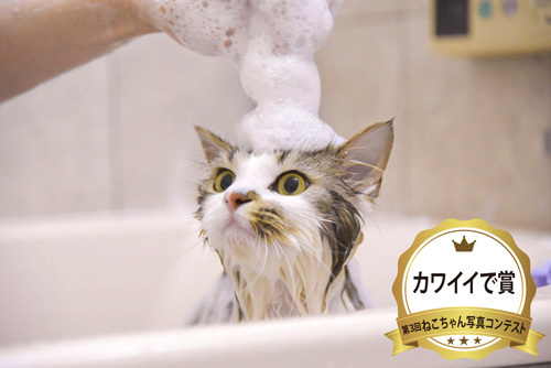 カワイイで賞写真コンテスト