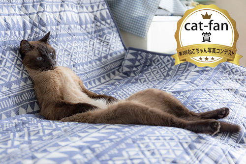 cat-fan賞写真コンテスト