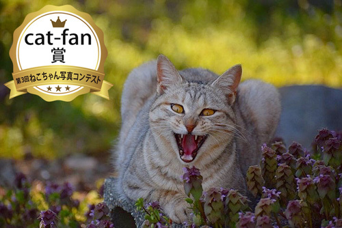 cat-fan写真コンテスト