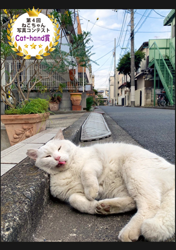 cat-hand賞