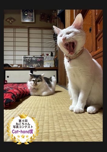 cat-hand賞